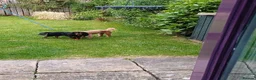 Cavapoo dogs for sale: Beautiful Cavapoo Puppies in Darlington - Advert 15