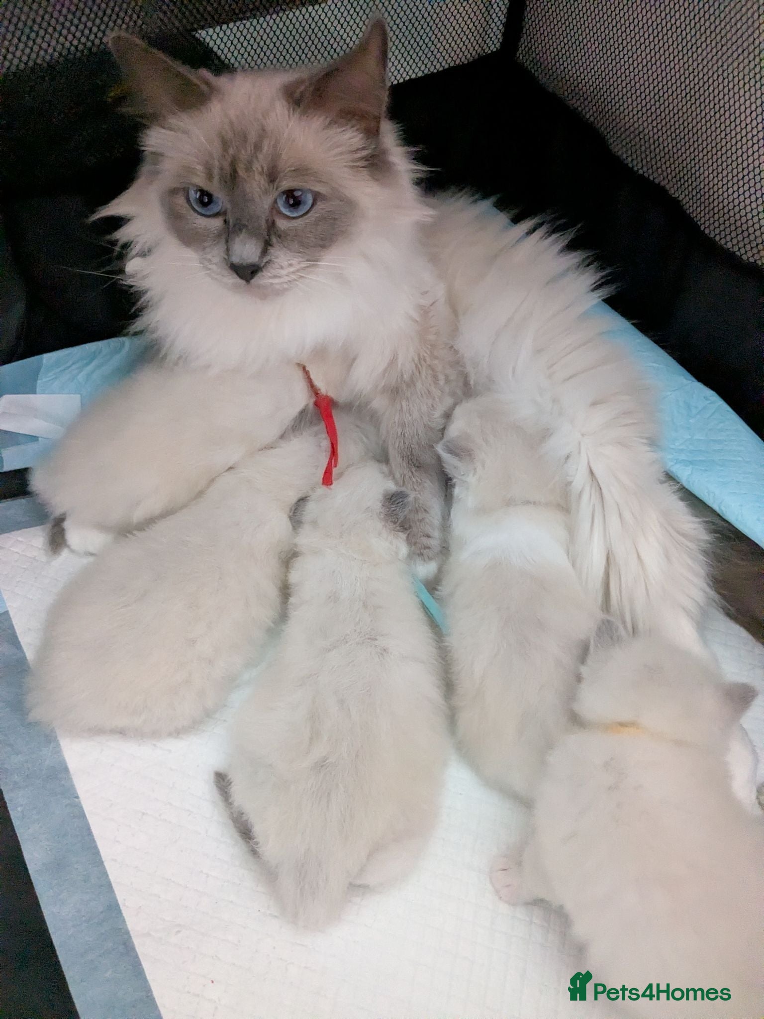 Ragdoll cats Ragdoll kittens GCCF reg.  - Advert 1