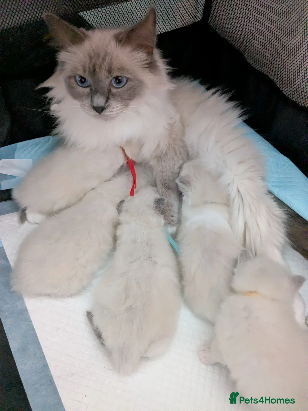 Ragdoll cats for sale: Ragdoll kittens GCCF reg.  - Advert 1