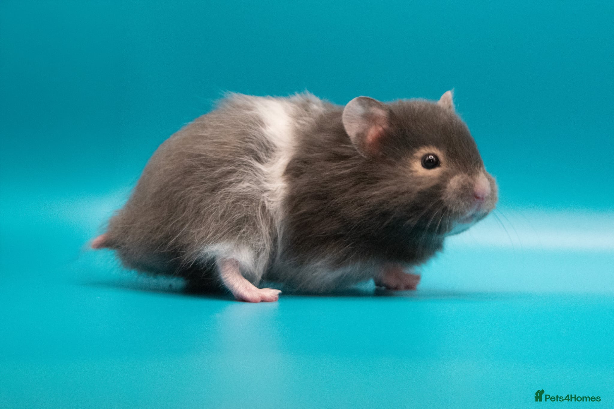 Hamster rodents Long Haired Pedigree Syrian Hamster Pups  - Advert 2