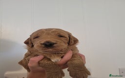 Mixed Breed dogs for sale: Miniature Goldendoodle Puppies - Image 10