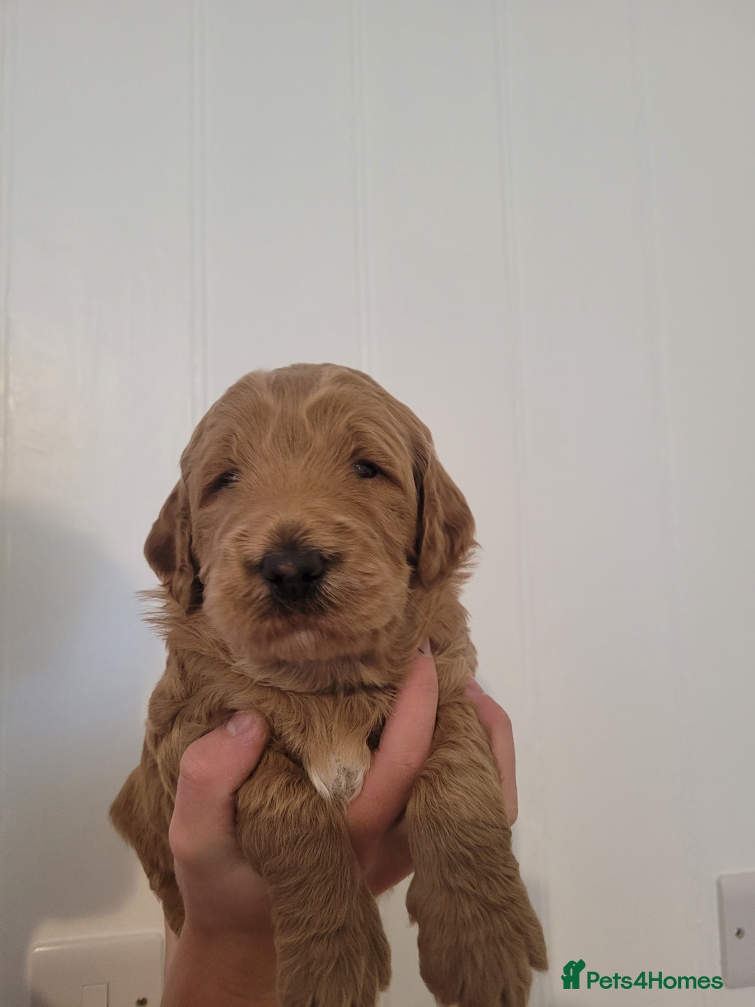 Mixed Breed dogs for sale: Miniature Goldendoodle Puppies - Image 10
