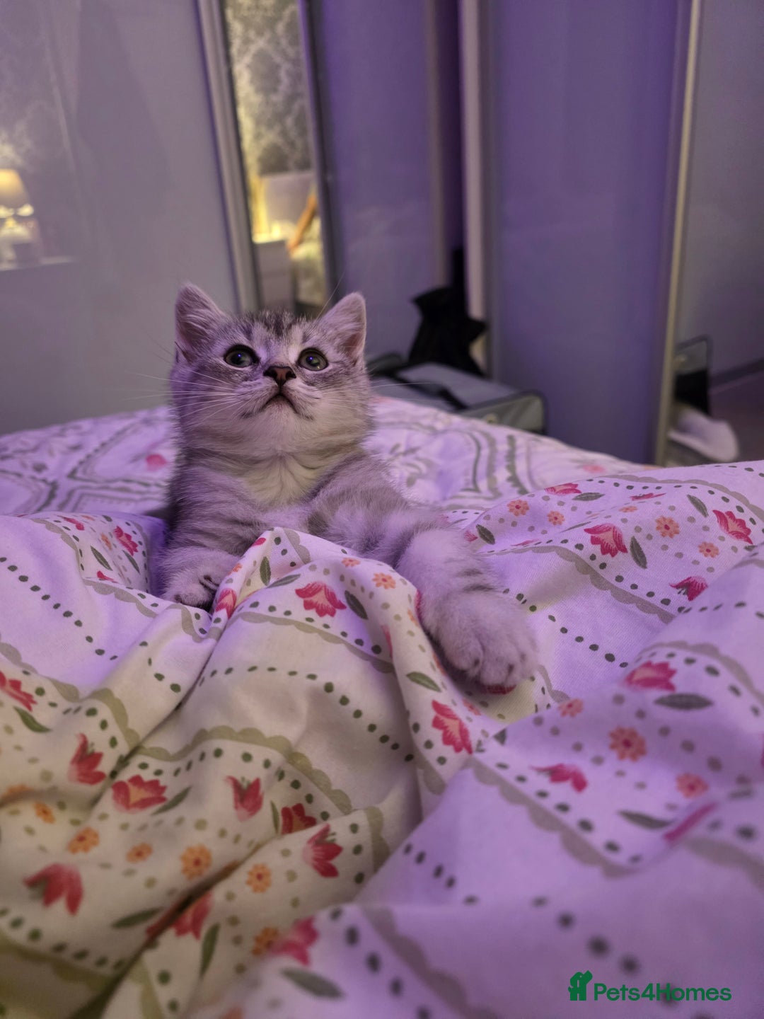 Persian cats for sale: Persian Chinchilla Silver - Advert 7