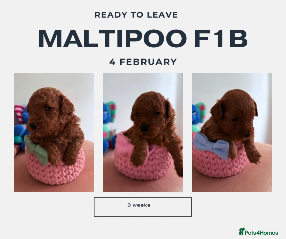 Maltipoo dogs Red mini maltipoo F1b puppies 😍💙💓 - Advert 10