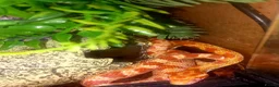 Corn Snake reptiles for sale: Corn snake 2025 / 2026 cornsnake hatchlings  - Advert 13