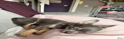 Chihuahua dogs for sale: Lovely Lola  in Basildon - Advert 4