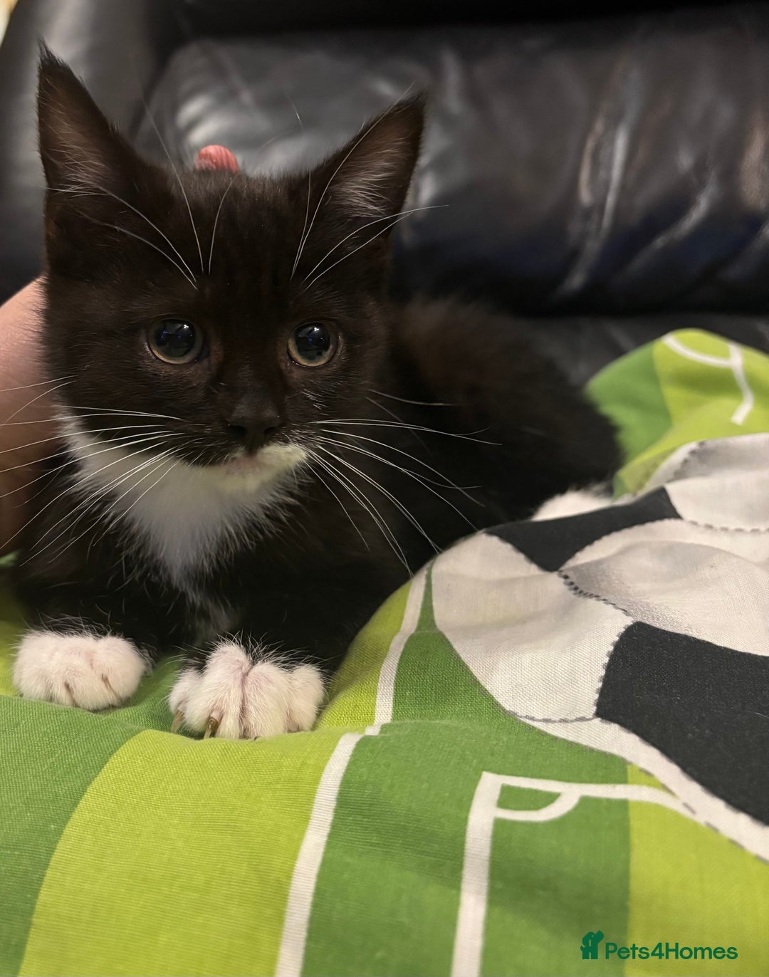 Mixed Breed cats for sale: black and white kitten - Advert 3