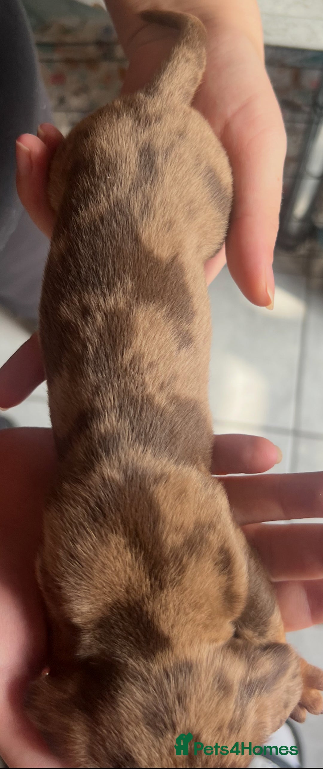 Dachshund dogs for sale: 7 Dachshund Puppies light & dark dapple and brown - Image 17