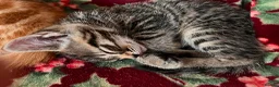 Mixed Breed cats for sale: 3 Gorgeous female kittens - Advert 4