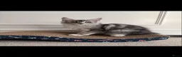 Maine Coon cats for sale: Tica registered Maine coons  - Advert 15