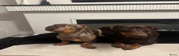 Miniature Dachshund dogs for sale: Gorgeous Dapple Mini Dachshund Puppies Boys&Girls - Advert 3