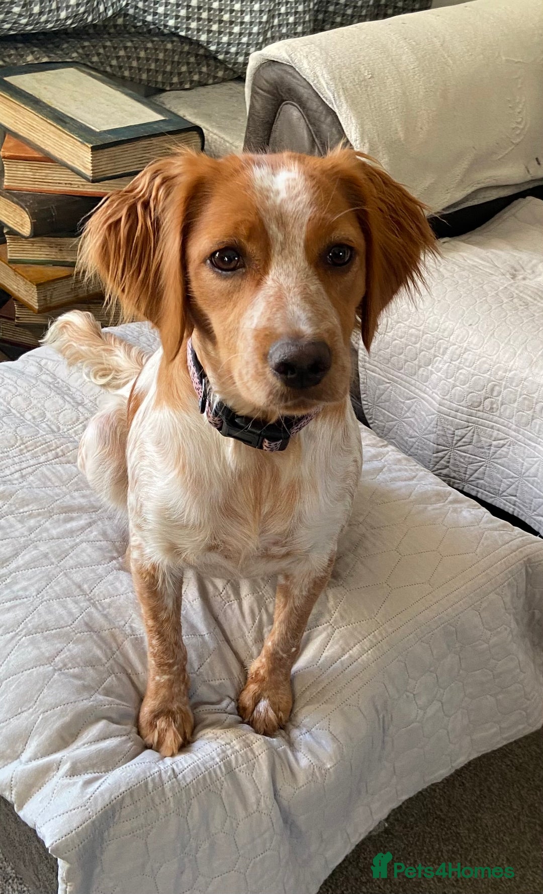 Mixed Breed dogs for sale: Brittany spaniel - Image 2