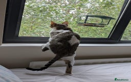 Mixed Breed cats for adoption: Female Indoor Cat for Adoption in Carshalton - Image 13
