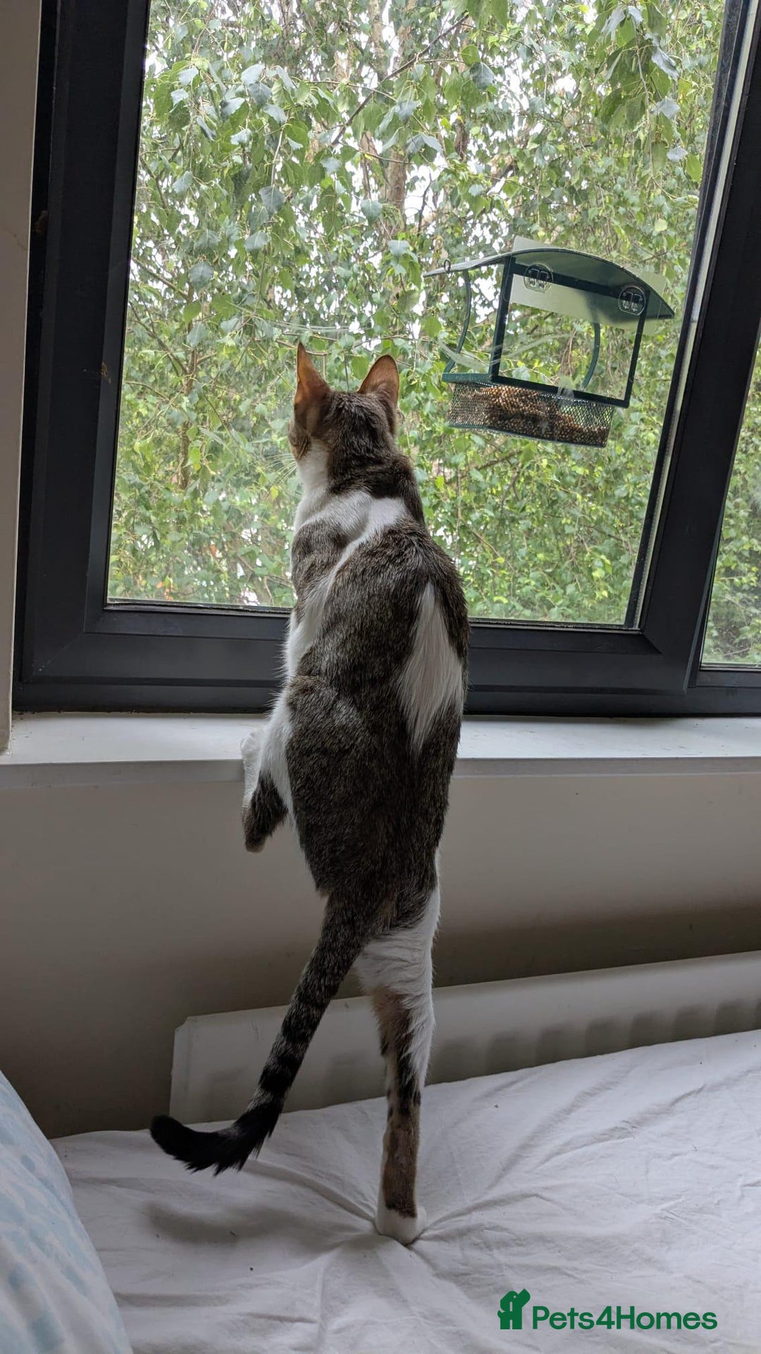 Mixed Breed cats for adoption: Female Indoor Cat for Adoption in Carshalton - Image 13