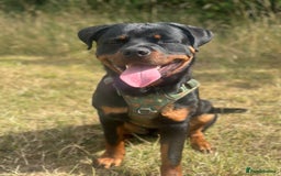 Rottweiler dogs for sale: 1 year old male Rottie for sale  - Advert 1