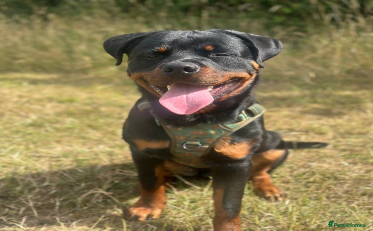 Rottweiler dogs 1 year old male Rottie for sale  - Advert 1