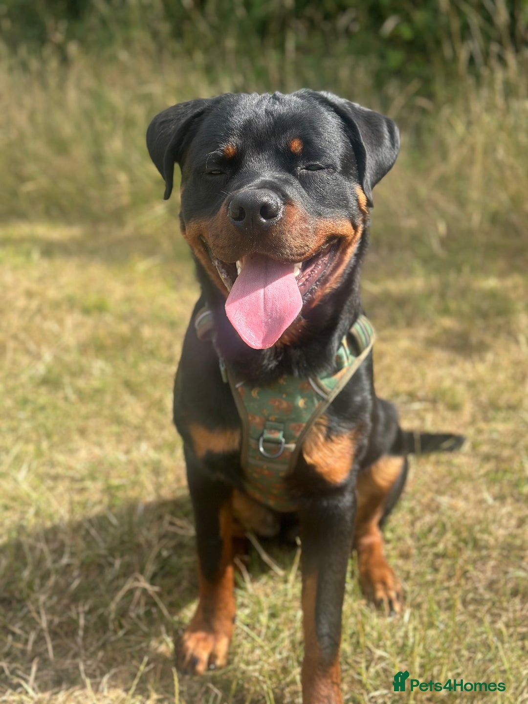 Rottweiler dogs for sale: 1 year old male Rottie for sale  - Advert 1