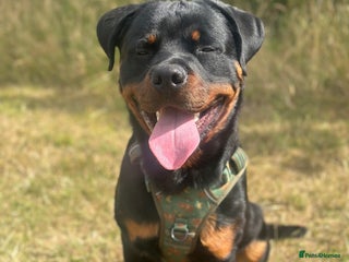 Rottweiler dogs 1 year old male Rottie for sale - Advert 3