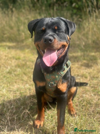Rottweiler dogs 1 year old male Rottie for sale - Advert 1