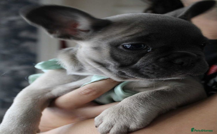 French Bulldog dogs - Advert 2