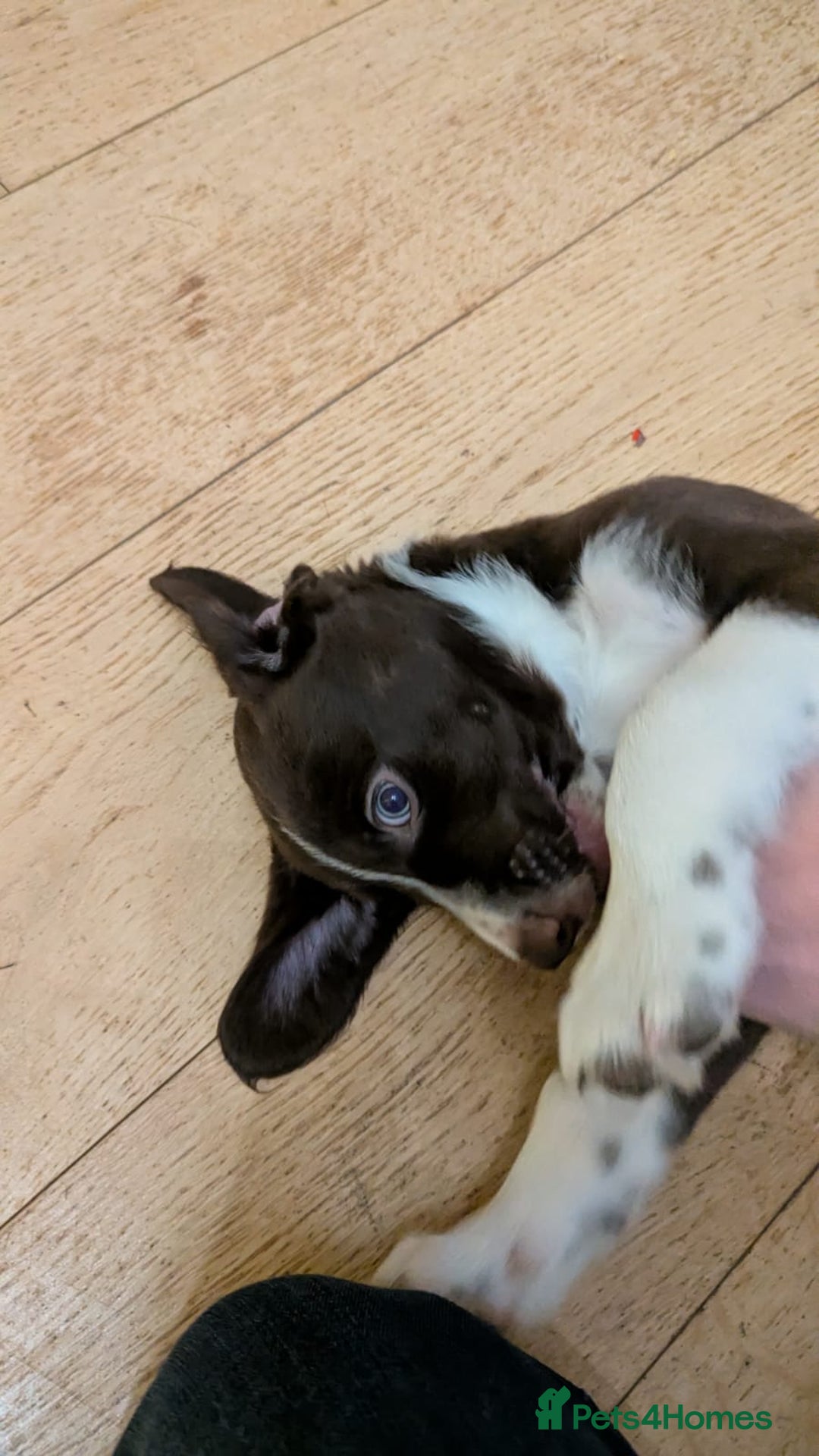 Mixed Breed dogs for sale: Sprollie pups for sale - Advert 4