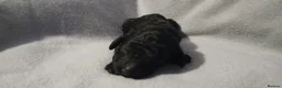 Standard Poodle dogs for sale: Beautiful standard poodle puppies - Advert 8