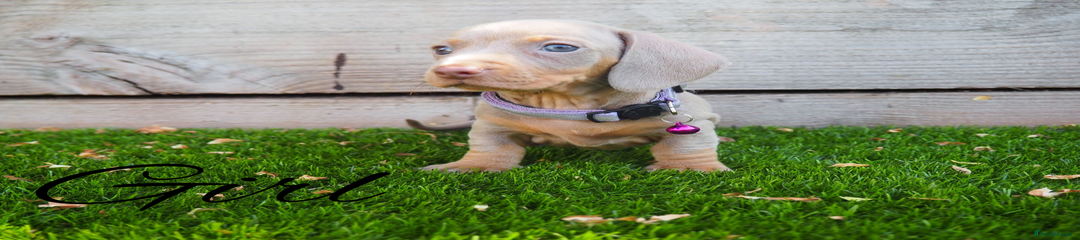 Miniature Dachshund Puppy 7
