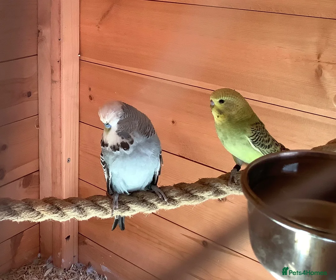 Budgerigars birds for sale: Young budgies - Advert 5