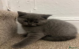 British Shorthair cats for sale: PEDIGREE BSH KITTENS READY TO FOR FOREVER HOMES  - Image 18