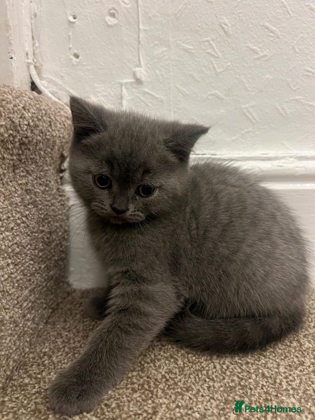 British Shorthair cats for sale: PEDIGREE BSH KITTENS READY TO FOR FOREVER HOMES  - Image 18