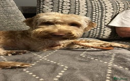 Cockapoo dogs for sale: Male cockapoo F1B - Image 3