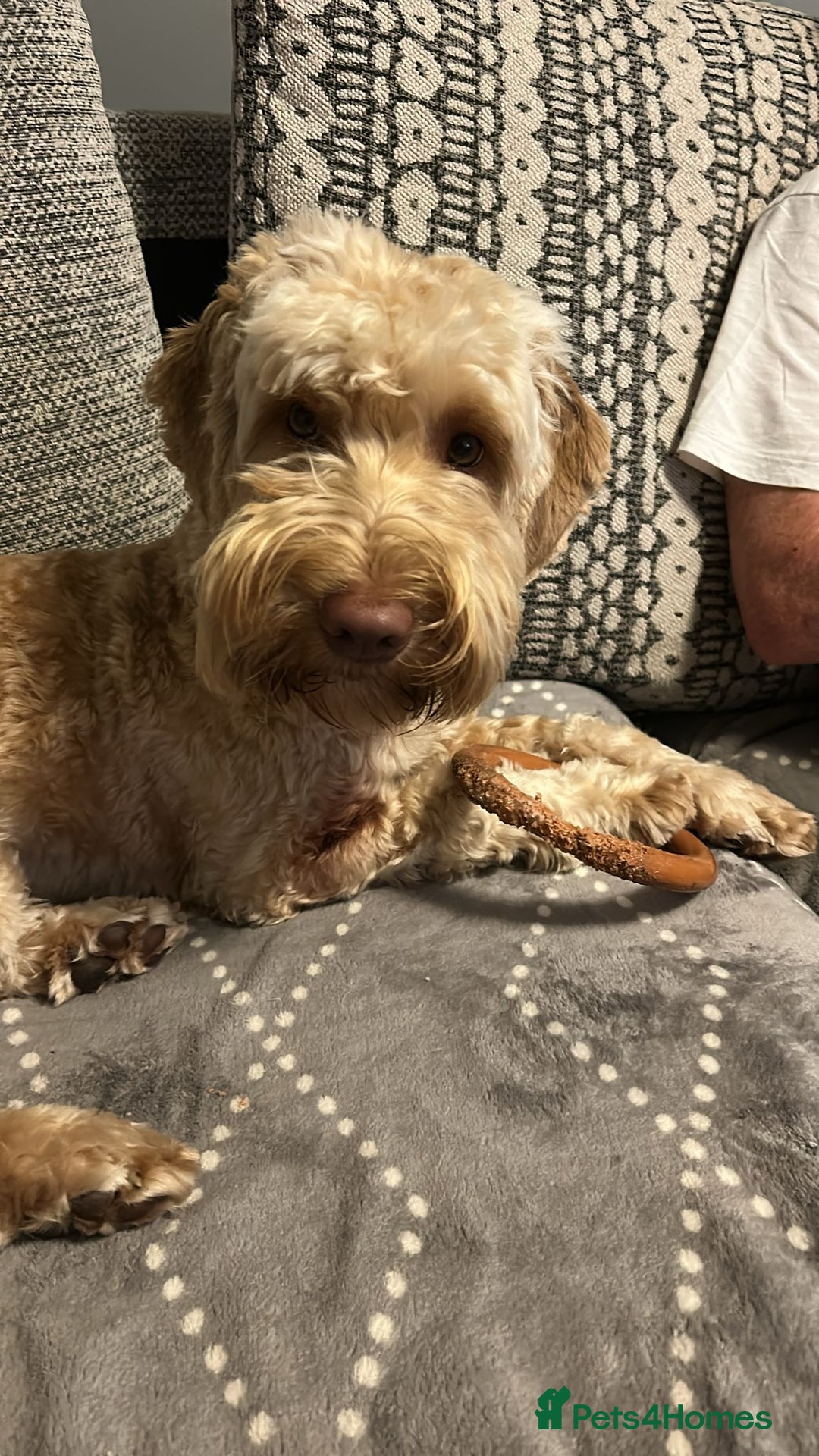 Cockapoo dogs for sale: Male cockapoo F1B - Image 3