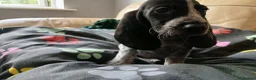 Mixed Breed dogs for sale: KC Basset Hound x KC German Shorthaired Pointer  - Advert 22
