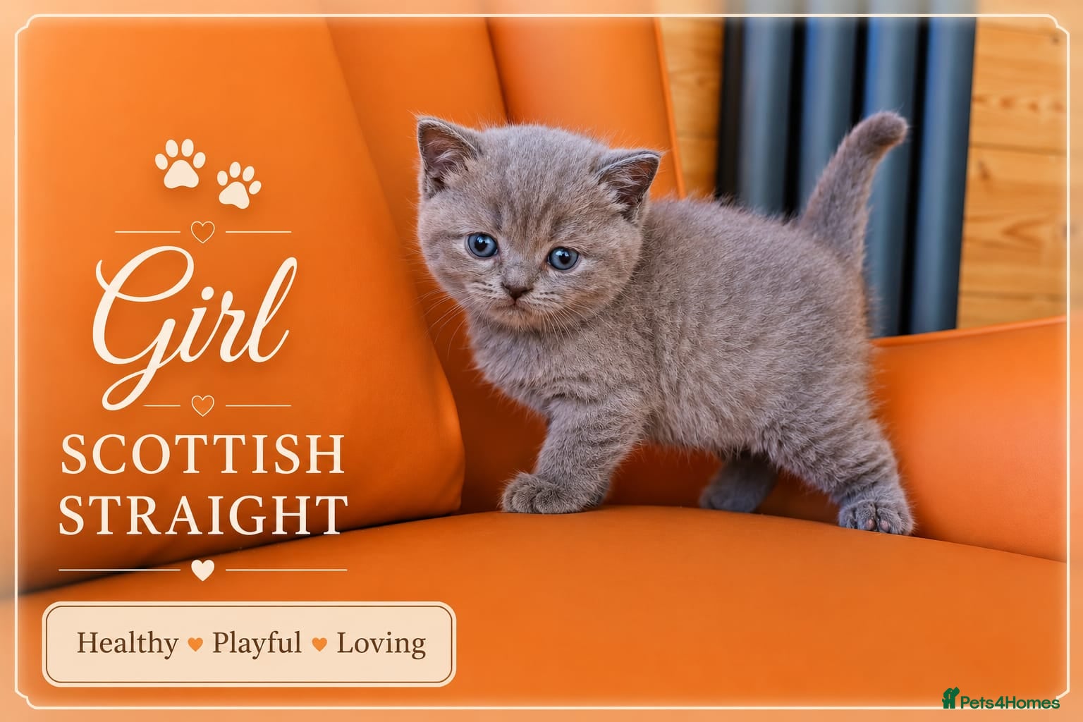 Scottish Fold cats for sale: Scotish Fold Kittens - Advert 11