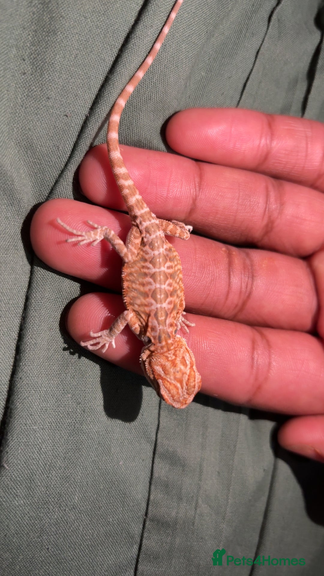 Bearded Dragon reptiles for sale: Bearded dragon babies, hypo, translucent, silkies  - Image 11