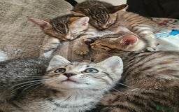 Mixed Breed cats for sale: Bengal cross kittens. 4 left!!! - Image 1
