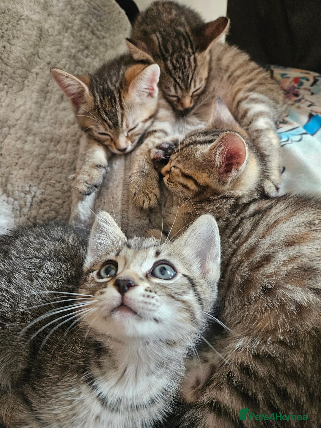 Mixed Breed cats for sale: Bengal cross kittens. 4 left!!! - Image 1