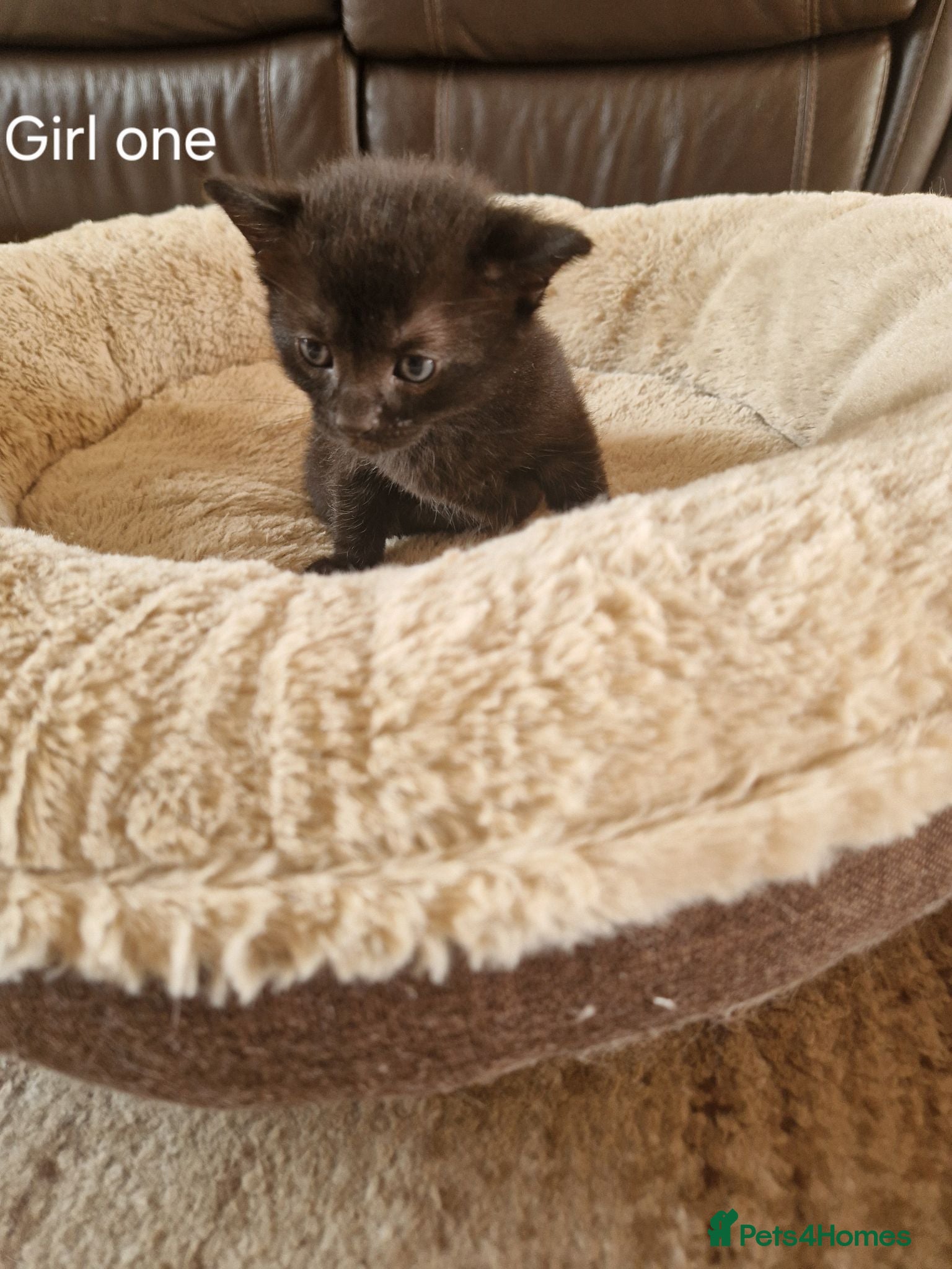 Mixed Breed cats Beautiful Domestic Shorthair Female Kitten - Advert 3