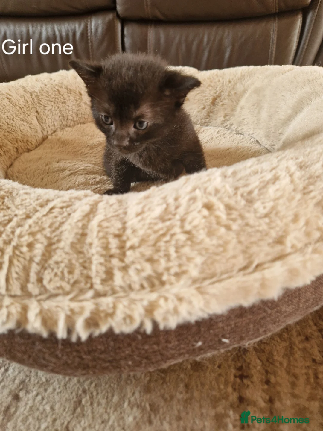 Mixed Breed cats for sale: Beautiful Domestic Shorthair Female Kitten - Advert 1