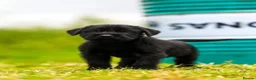 Giant Schnauzer dogs for sale: Working line Giant schnauzer puppies - Advert 14