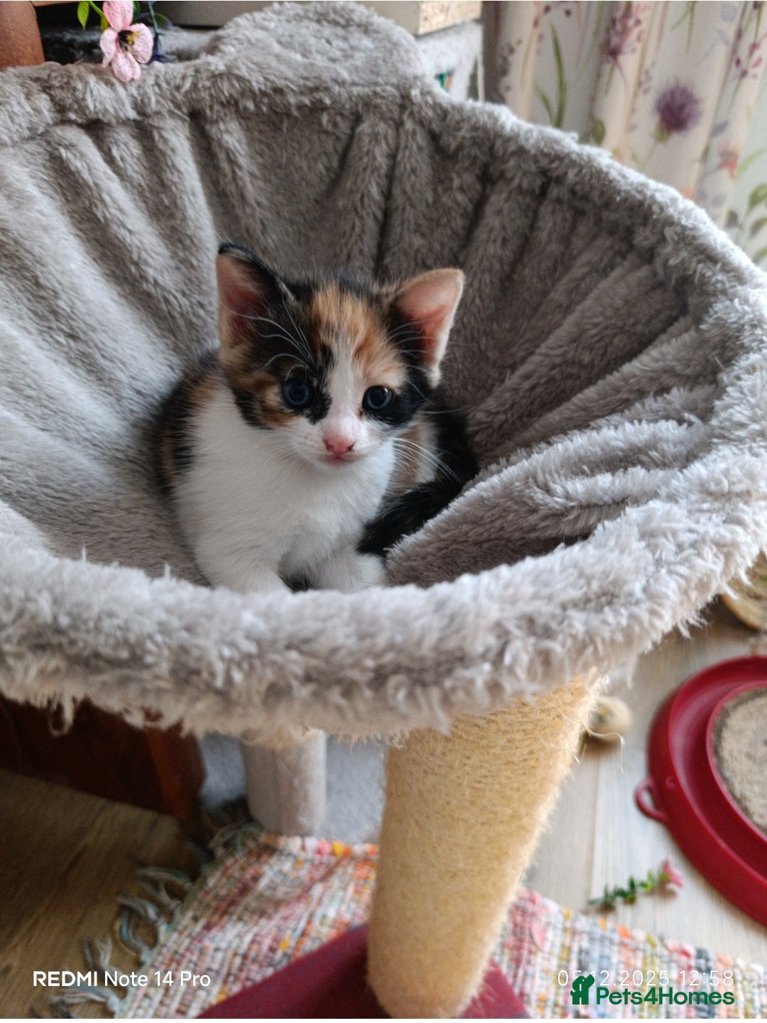 Mixed Breed cats for sale: 3 girls and a boy. - Advert 3