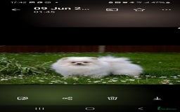 Pomeranian dogs for stud: Small stud - Image 2