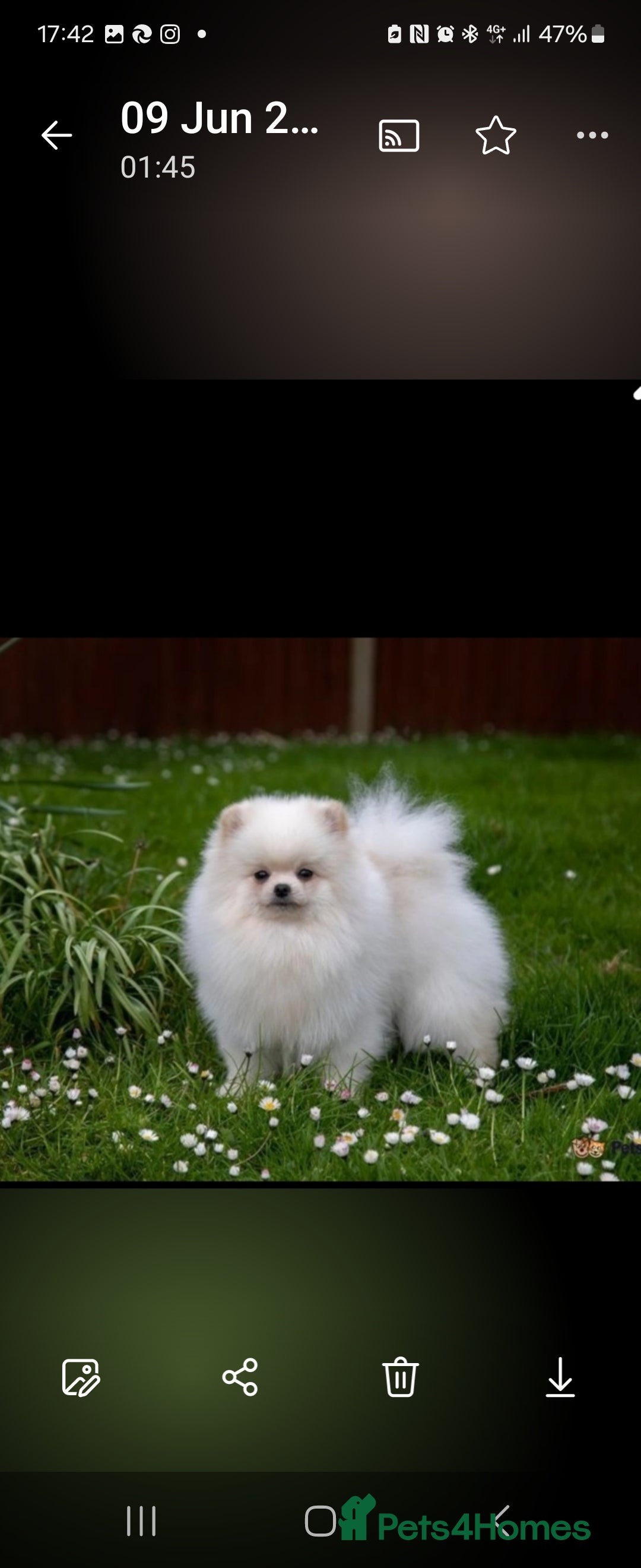 Pomeranian dogs for stud: Small stud - Image 2