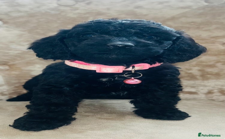 Cockapoo dogs - Advert 1