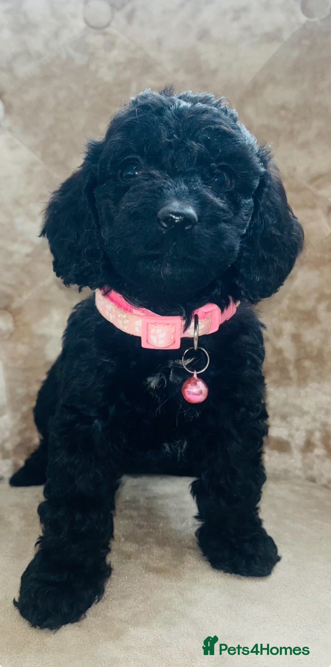 Cockapoo dogs for sale: Miniature toy cockapoos - Image 1