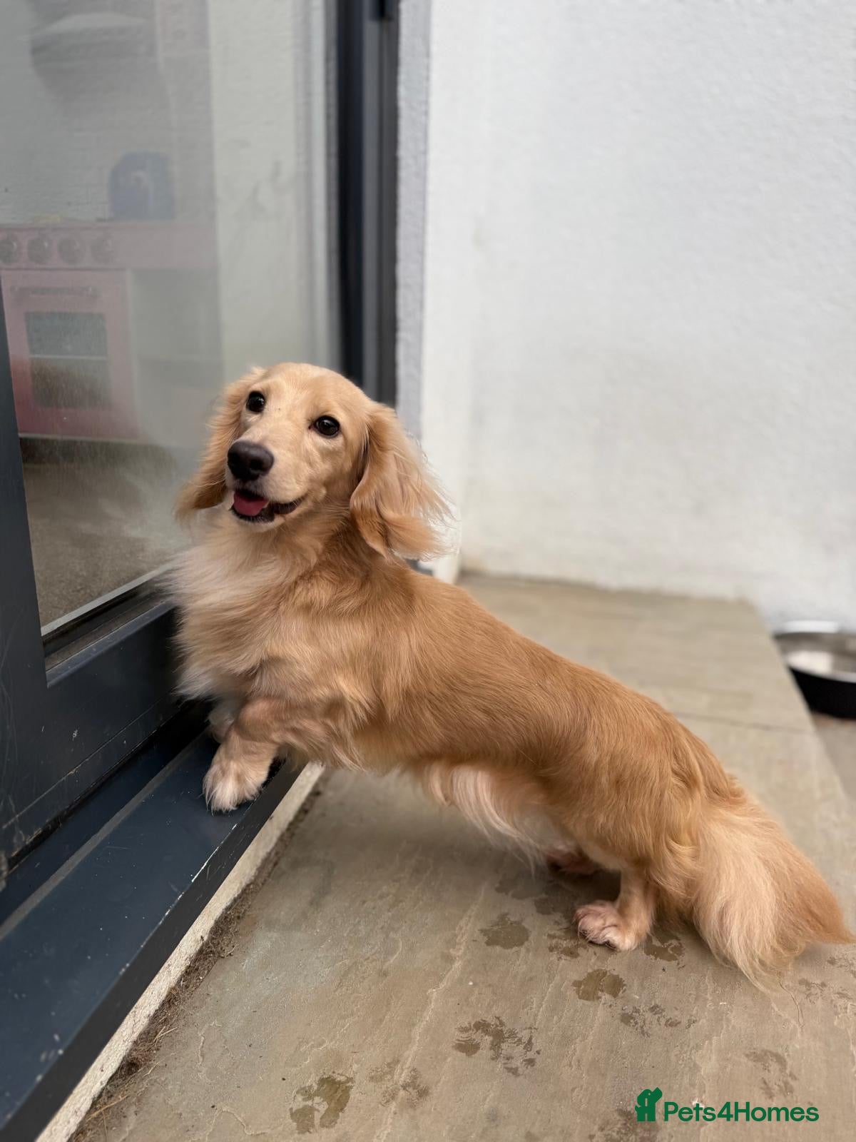 Miniature Dachshund dogs Shaded cream miniature dachshund 3.6kg - Advert 2