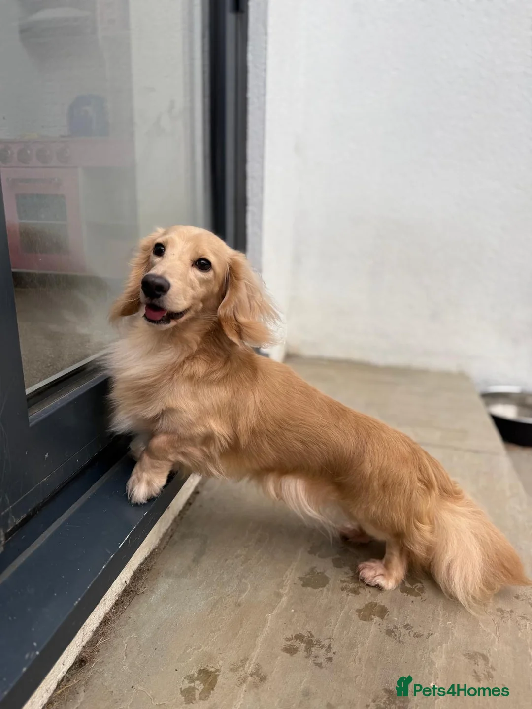 Miniature Dachshund dogs for stud: Shaded cream miniature dachshund 3.6kg - Advert 2