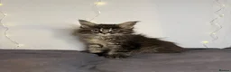 Maine Coon cats for sale: Georgeous Maine Coon kittens  - Advert 16