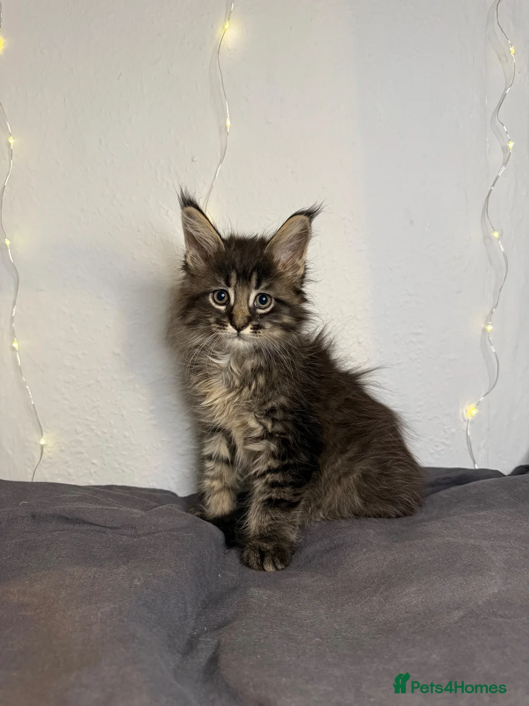 Maine Coon cats for sale: Georgeous Maine Coon kittens  - Advert 16
