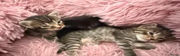 Mixed Breed cats for sale: Beautiful Bonded Tabby Boys – Reggie & Ronnie  - Advert 28